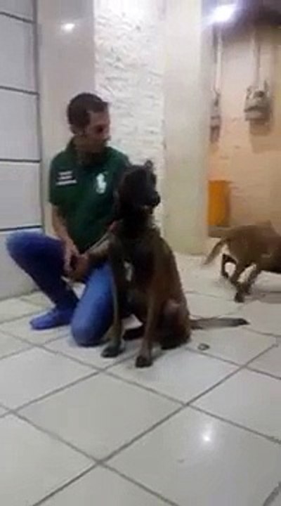 Un Malinois a mordu le nez de son maître !! Horrible