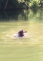 Boater Jumps Into Lake to Save Struggling Baby Deer in Knoxville