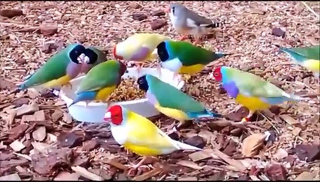 kuşları rengarenk ne güzel yaratmış rabi aze we cele kim el-lehü teaeleyden daha güzel boyayabilir