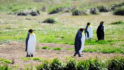 ANIMALES CUYOS ANCESTROS FUERON ENORMES PARTE II
