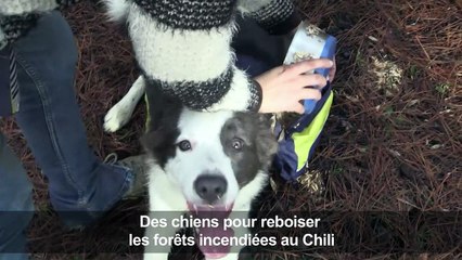 Des chiens pour reboiser les forêts incendiées au Chili