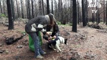 Des chiens pour reboiser les forêts incendiées au Chili