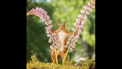 wild red squirrels doing yoga