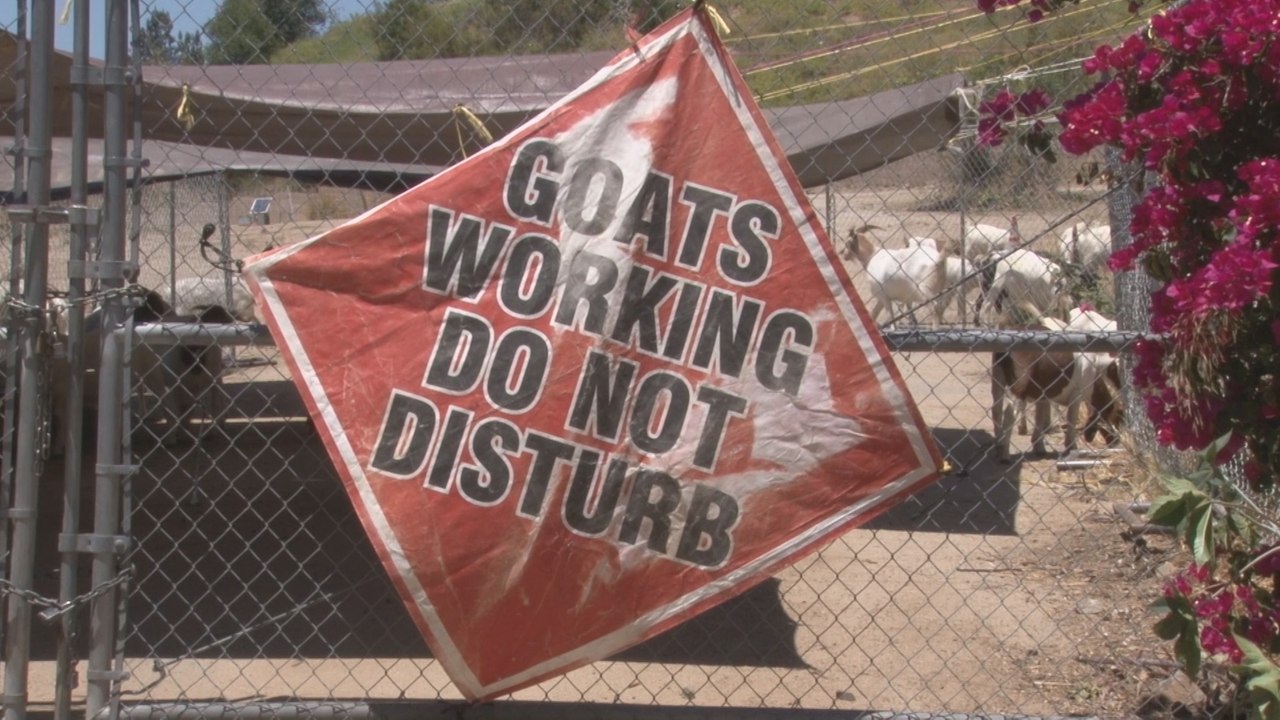 Rebaños de cabras "Boer" sirven para salvar mansiones del fuego en California