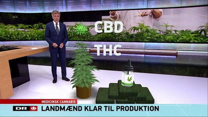 Regeringen vil tillade dyrkning af potent rå dansk cannabis - TV-Avisen (2017.06.30)