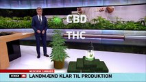 Regeringen vil tillade dyrkning af potent rå dansk cannabis - TV-Avisen (2017.06.30)