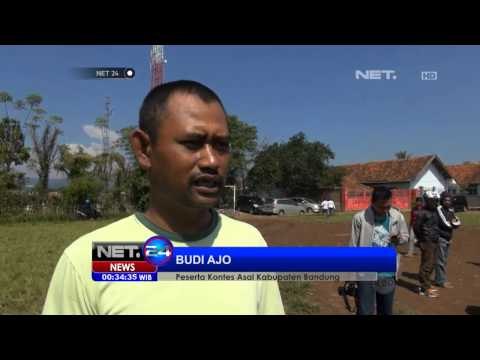 NET24 Kontes Kokok Ayam Pelung di Cianjur