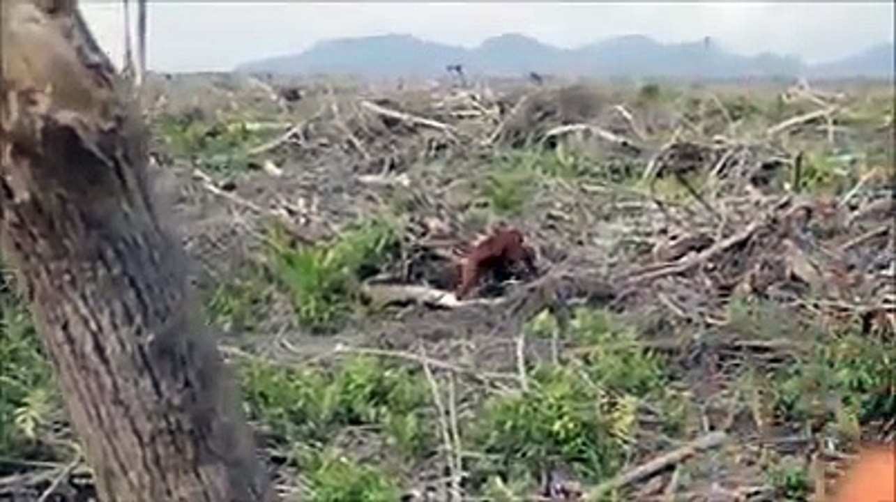 Un orang-outan affamé dans ce qu'il reste de sa forêt