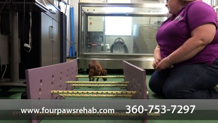 Welcome to Four Paws Animal Rehabilitation