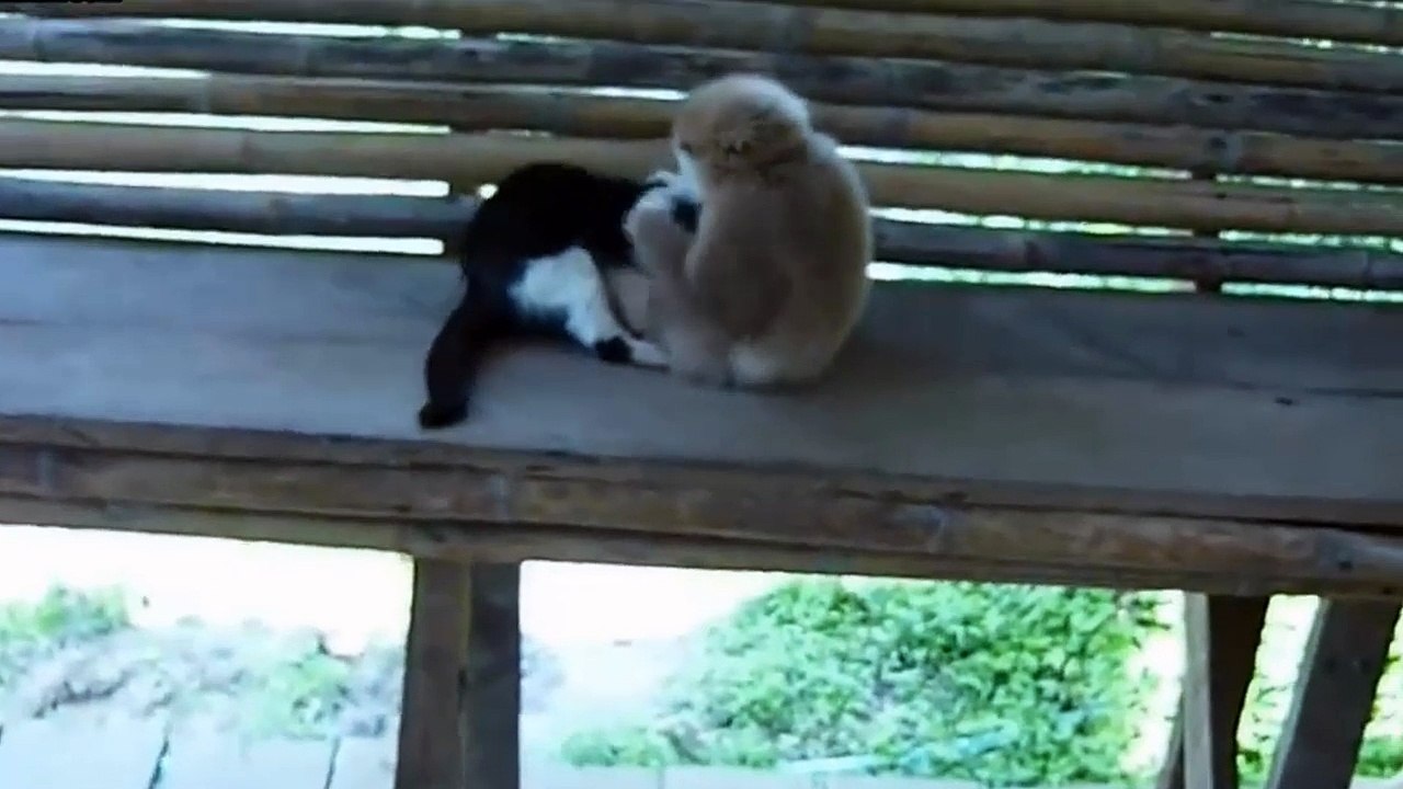 قرود ملهمش حل.. شاهد واحكم بنفسك