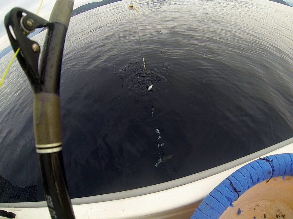 pêche au treuil dorade