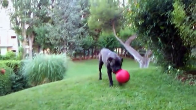 Cane Corso Highlights of Italian Mastiff BEST OFF