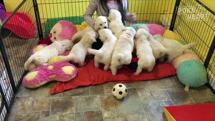 Puppy Attack -- Daily Heart Beat