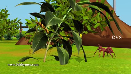 Itsy bitsy spider - Incy wincy spider - 3D Animation English Nursery rhyme song for children