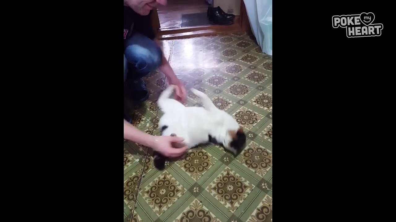 Tickle Cat Attack!