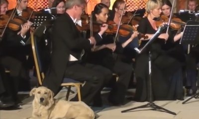 Seekor Anjing Terlantar Nikmati Konser Orkestra di Turki