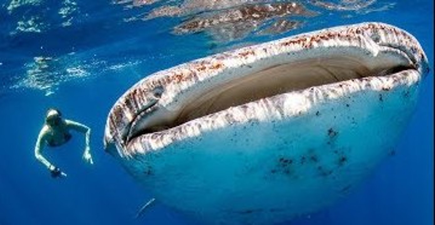 Whale Sharks Join Tourists for a Swim
