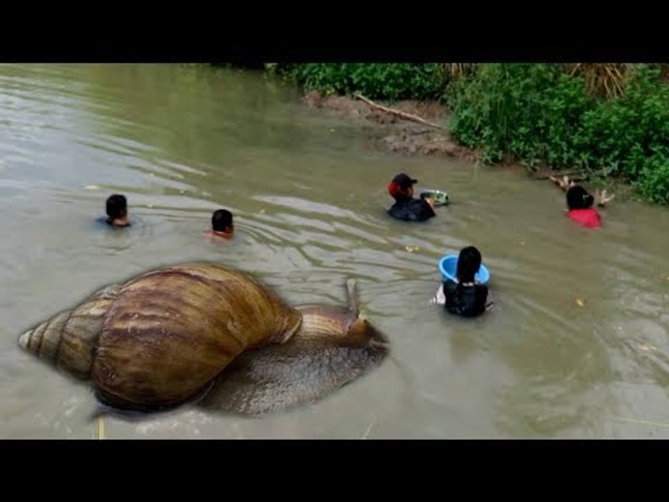 amazing beautiful Young girl finds snails in the water