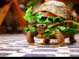 The World's Most Funny Pictures - Version 1 - Very Funny Pictures - Funny Images Gallery