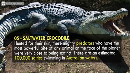 10 Incredible Animals Saved from Extinction