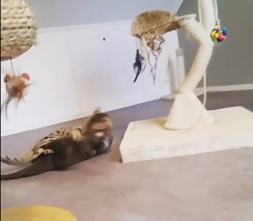 Cat  & Otter Relationship