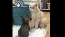 Kittens Talking and Playing with their Moms erCompilation _ Cat mom hugs