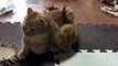 Kittens Talking and Playinger with their Moms Compilation _ Cat mom hugs b