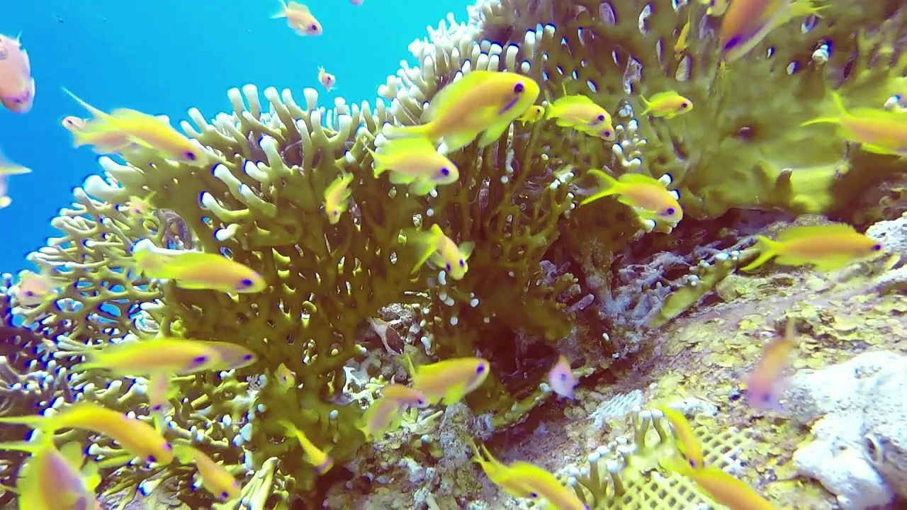 Diese Korallen trotzen dem Klimawandel