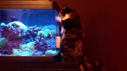 Chats VS aquarium... Compilation énorme