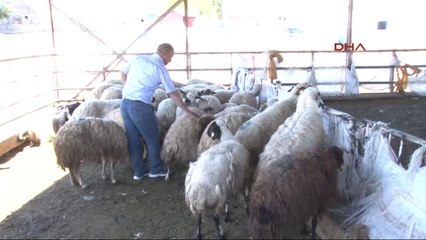 Erzurum Et Ithaliyle Yerli Üretici Pazarını Kaybedecek