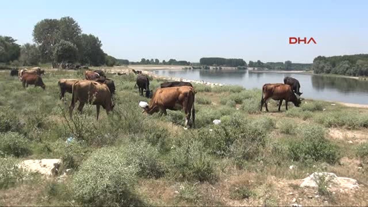 Edirne Sıcaklar Inekleri Strese Soktu, Süt Verimi Düştü
