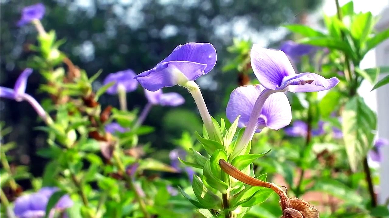 Kanakakunnu Palace, Trivandrum, Kerala, India ( Thiruvananthapuram )   Kerala tourism