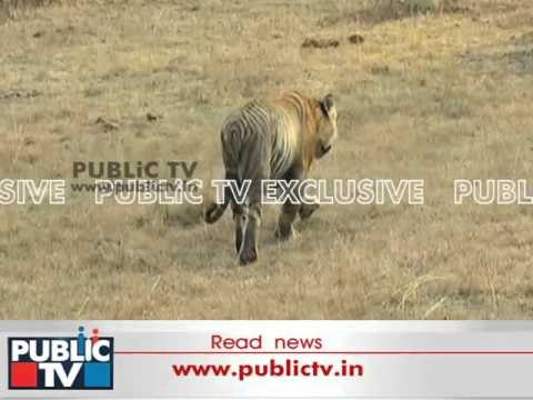 Tiger caught at camera at Bandipur Tiger Reserve, Karnataka