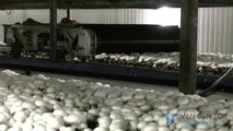 Mushroom harvesting machine