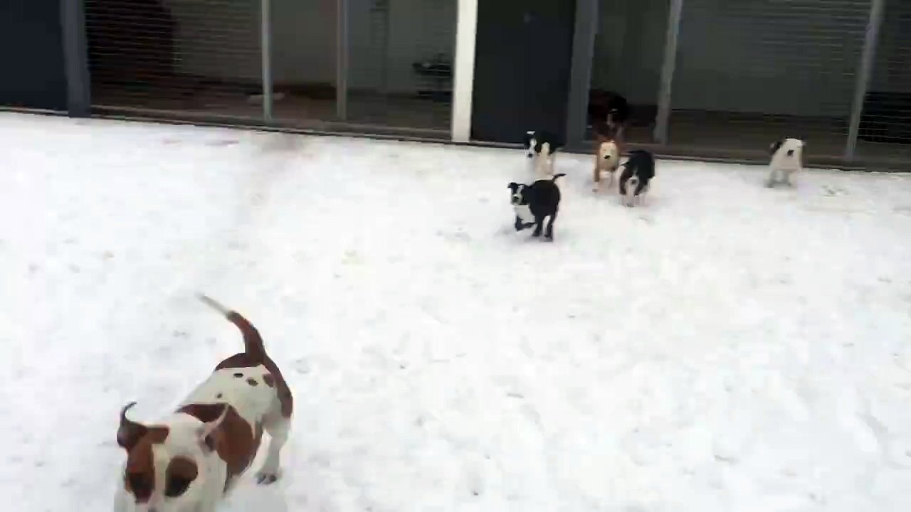 AMERICAN STAFF A LA NEIGE