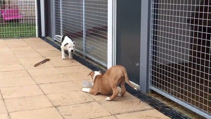 Frère et Soeur American Staffordshire Terrier