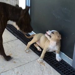 Maman Amstaff et sa fille, sacré caractère la petite!