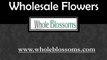 Wholesale Flowers - Whole Blossoms