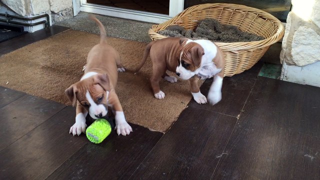 CHIOT AMERICAN STAFF en plein partie de jeu