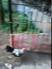 Peleas de gallos vs perro - Peleas de animales