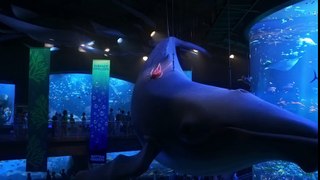 Finding Dory Official US Trailer 2