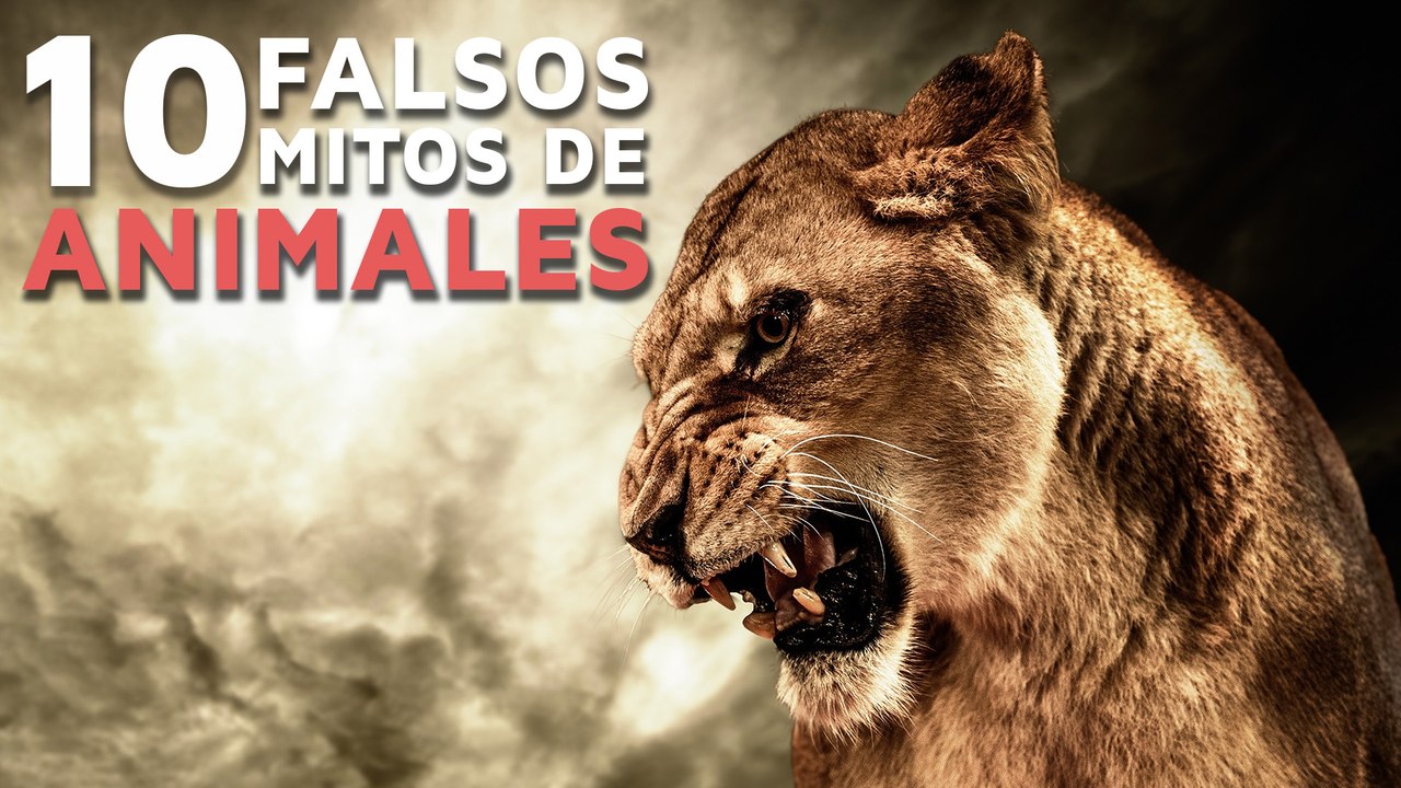 10 Falsos mitos de animales que creías ciertos