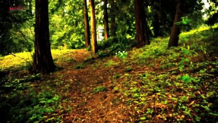 Bernd Steidl - Dreams (Best World Instrumental Music HQ) Mu©o