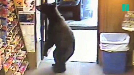 Cet ours avait apparemment très envie de boire un coup