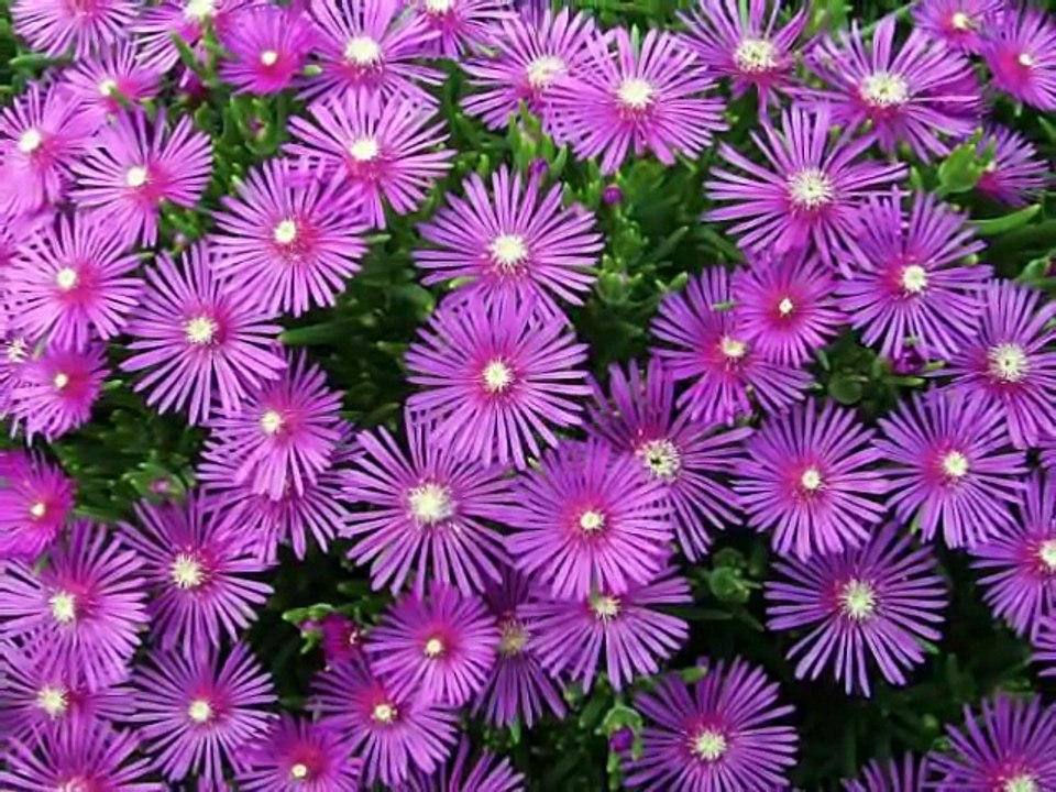 Raatain Thien Chandani - Habib Wali Muhammad