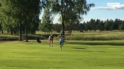Un golfeur se fait courser par un élan.