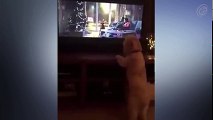 Veja a reação desse cachorro assistindo TV