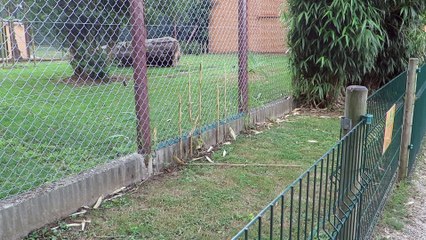 Un nouvel enclos pour les lions du Domaine de Fitilieu