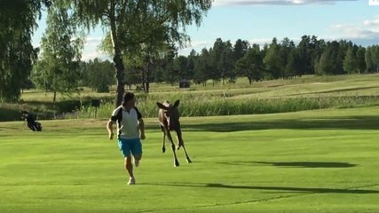 Un golfeur poursuivi par un élan
