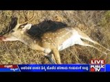 Kolar: Male Deer Dead In An Accident